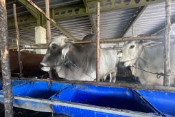 500 sapi asal NTT dipastikan tidak ilegal