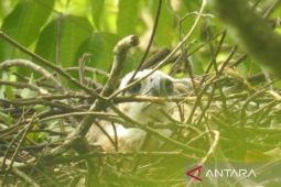 TNGGP: 2 anak elang jawa lahir pada Juni 2023