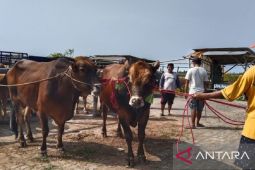 Pemkab Sampang tambah anggaran pembelian hewan kurban