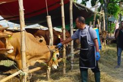 Pemkab perketat lalu lintas hewan kurban masuk ke Sidoarjo