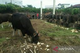 Harga sapi kurban di Kaltim Rp17-35 juta
