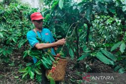 Harga jual biji kopi kering di Rejang Lebong mencapai Rp36 ribu