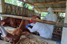 Dispertan Ponorogo sarankan beli hewan kurban bertanda di telinga