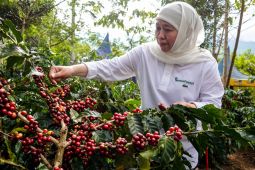 Khofifah optimistis platform "Socio Forest" tingkatkan produktivitas kopi