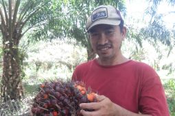 Harga buah sawit di Kalbar tertinggi capai Rp2,036.07 per kilogram