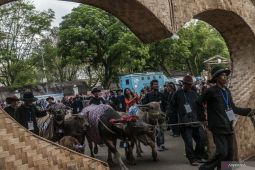 Kerbau sebagai strategi meningkatkan daging dalam negeri