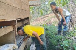 Tiga ekor anjing warga Agam diduga dimangsa satwa liar