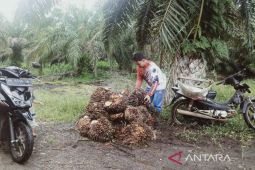 Pemkab Mukomuko minta pabrik beli sawit petani minimal Rp1.760 per kilogram