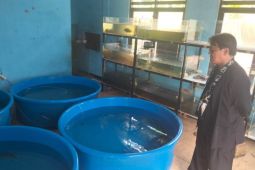 BBI Depok gandeng BRIN kembangkan ikan asli Indonesia