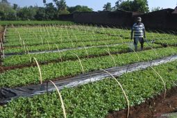 Harga bibit tembakau