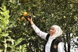 Gubernur Khofifah: Wisata petik jeruk jadi magnet baru wisatawan ke Kota Batu