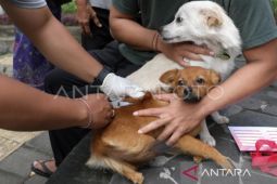 Jika digigit hewan rabies segera cuci luka pakai air mengalir, kata dinkes