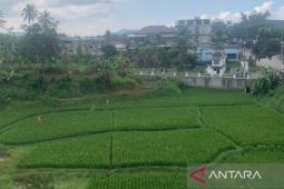 Petani Cianjur diminta tanam padi lebih cepat hindari kemarau