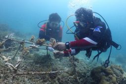SKK Migas-EP Papua lakukan konservasi terumbu Karang seluas 906 M2