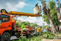 PLN dan Pemkot Surabaya pangkas pohon dekati jaringan listrik