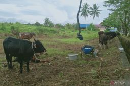 Pemkab Penajam Paser Utara siapkan  juru sembelih hewan kurban halal