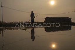 Produksi garam rakyat di Cirebon belum stabil akibat perubahan iklim
