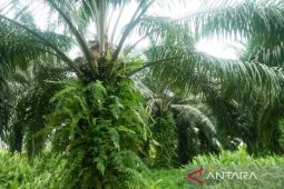 Disbun Kaltim perbanyak benih sawit unggul  untuk masyarakat