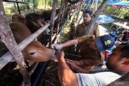 Pemkab pastikan persediaan hewan kurban di Abdya cukup