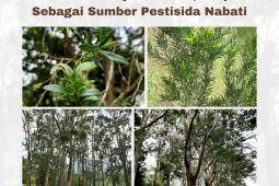 BRIN temukan sumber pestisida nabati dari tumbuhan jambu