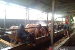 Baznas Sumut targetkan  pengumpulan 100 ekor hewan kurban