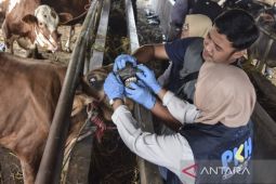 Pemeriksaan hewan kurban di pasar hewan Manonjaya