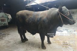 Dua sapi milik peternak di Sleman dipilih Presiden untuk hewan kurban