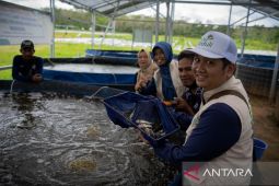 Program Bioflok PLN menguntungkan petani Rp41 juta setiap panen