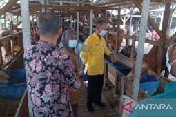 DKPP: Hewan kurban di wilayah Kabupaten Serang kondisi sehat