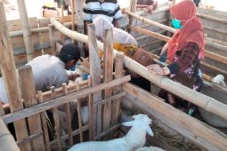 Pastikan tak berpenyakit, Pemkab Situbondo cek kesehatan hewan kurban
