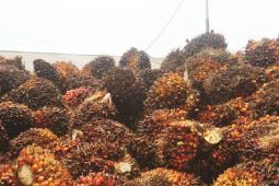 Harga TBSdi  Jambi turun dipengaruhi harga minyak bumi