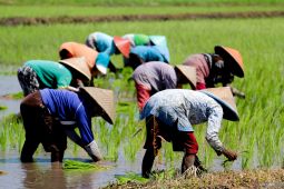 Pupuk Indonesia ingatkan petani waspada pupuk palsu jelang musim tanam