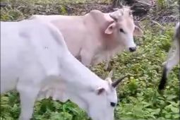 Harga Sapi Kurban di Palas Rp 15 - 27 juta
