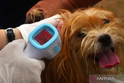 Layanan gratis vaksinasi rabies di Madiun