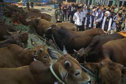 Gubernur Khofifah imbau jangan ada pembantingan saat proses pemotongan sapi kurban