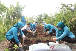 Atasi stunting, PKK Tangerang gencarkan tanam sejuta pohon kelor