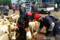 Penjualan hewan kurban di Purwakarta dipusatkan di pasar hewan