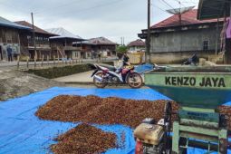 Lampung tingkatkan produktivitas kopi robusta