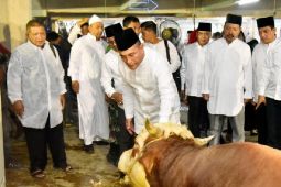 Pemprov Sumut kurban 150 ekor sapi pada Idul Adha 1444 H