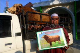 Sapi bantuan Presiden Jokowi di Kalbar