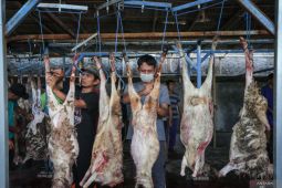 Wanita hamil disarankan tidak konsumsi daging kambing berlebihan