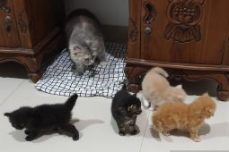 Kucing mampu menularkan virus rabies kepada manusia