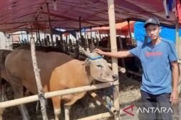 Penjualan hewan kurban di Kabupaten Bekasi lesu