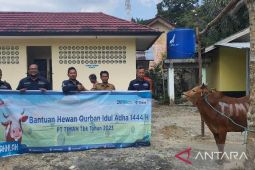 PT Timah salurkan 30 hewan kurban di Pulau Belitung