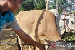 Juru sembelih hewan kurban dibekali pengetahuan sesuai syariat