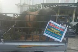 Sapi kurban Presiden Jokowi dibagikan kepada 350 warga Medan