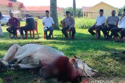Polres Palas sembelih tiga ekor sapi