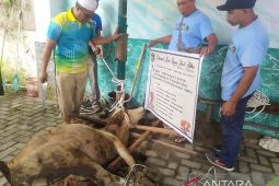 Idul Adha 1444 H, Rahmat Shah kurban delapan ekor lembu
