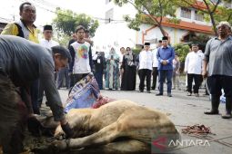 UMSU sembelih 58 ekor  hewan kurban