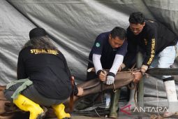 Masjid Al Furqon Pangkalpinang potong 20 hewan kurban